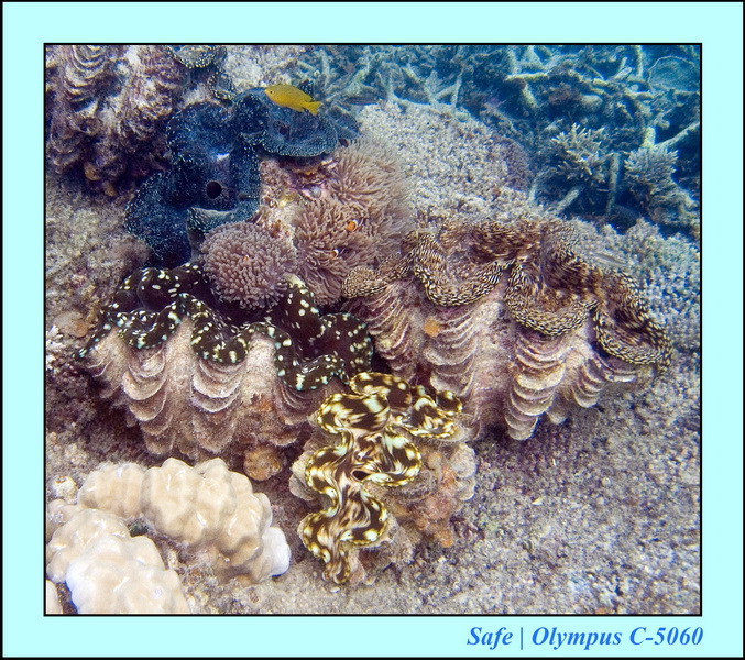 2006 - 07 - Perhentian - Plongee 231